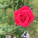 beautifully-misunderstood avatar