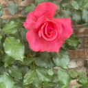 beautifully-submissive avatar