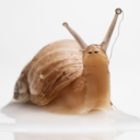 beautifulmollusks avatar