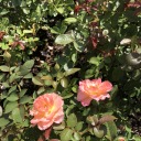 beautifulperspectives avatar