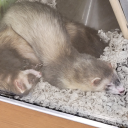 beautifulsandwichtidalwave avatar