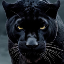 beautifulsheerpanther avatar