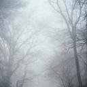 beautifulsimmer avatar