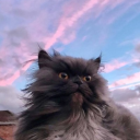 beautishadows avatar