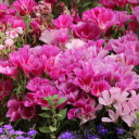 beauty-of-annihilation avatar