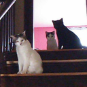 beauty-within-death avatar