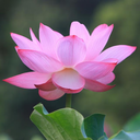 beautyofbuddhism-blog avatar