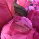 beautyqueensbaddiesandbrilliance avatar