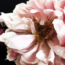 beautywillsavetheworldaroundus avatar