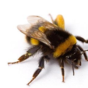 bebeesforyourbees avatar