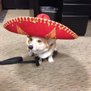 bebopthecorgi avatar