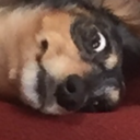 because-i-am-a-strawberry avatar