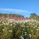 bechdeltested avatar