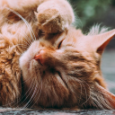 becomingkitten avatar