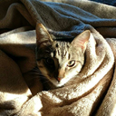 becomingwho-becomingwhat avatar