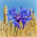 bedinacornfield avatar