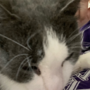 bee-makes-a-heart avatar