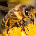 bee-prepared-to-save-the-bees avatar