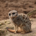 beebees-photography avatar