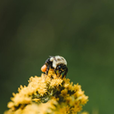 beebumblingalong avatar