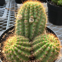 beefiestatxbeef-blog avatar