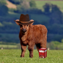 beefstockcubes avatar