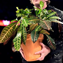 beefyandbloody avatar