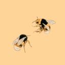 beehive-system avatar