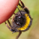 beehive-templates avatar