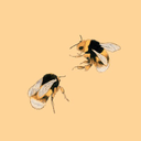 beehivex avatar