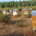 beekeepingpics avatar