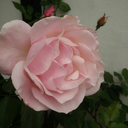 beenthroughalot avatar