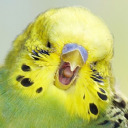 beep-the-budgie avatar