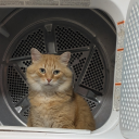 beepbeep-its-bees avatar