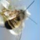 beepunk-moved avatar