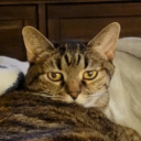 beersandcountrymusic avatar