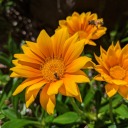 bees-and-stuff-to-buzz-about avatar