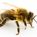 bees-beeves avatar