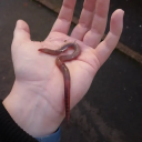 bees-eat-rocks avatar