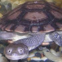 bees-pour-out avatar