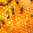 beesandhoneybees avatar