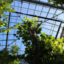 beesbeebeesbeebeesbeebeesbee avatar