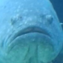 beese-churger avatar