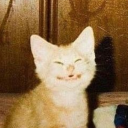 beesechurgeri avatar