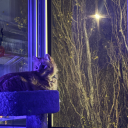 beesgobuzzbuzz avatar