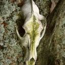 beetlecathedral avatar