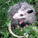 beetlecyclone avatar