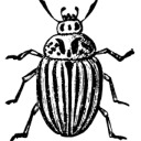 beetlejuicethemusicalarchives avatar