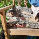 beewhisperer-reads avatar