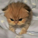 beezabuzz avatar